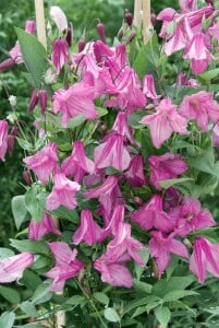 Clematis integrifolia Aljonushka 60- 100 cm