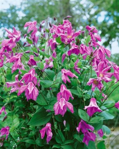 Clematis integrifolia Aljonushka 60- 100 cm