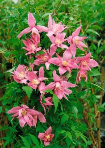 Clematis macropetala 40- 60 cm