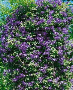 Clematis macropetala 40- 60 cm