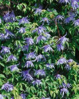 Clematis macropetala 60- 100 cm