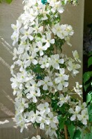 Clematis montana Grandiflora 100- 150 cm