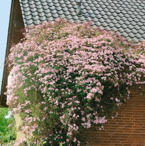 Clematis montana Rubens 40- 60 cm