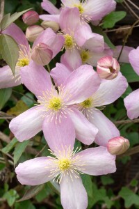 Clematis montana Rubens 40- 60 cm