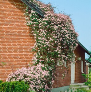 Clematis montana Rubens 40- 60 cm