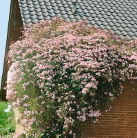 Clematis montana Rubens 40- 60 cm