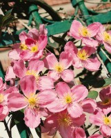 Clematis montana Rubens 40- 60 cm