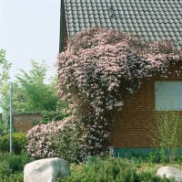 Clematis montana Rubens 40- 60 cm