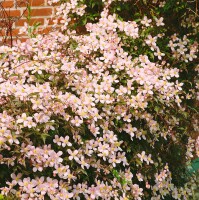 Clematis montana Rubens 40- 60 cm