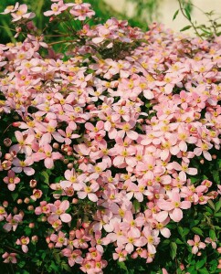 Clematis montana Rubens 60- 100 cm