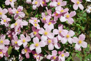 Blühende Clematis montana Rubens an der Hauswand