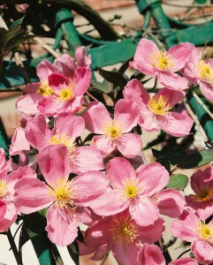 Clematis montana Rubens 80- 100 cm