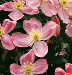 Clematis montana Tetrarose 40- 60 cm