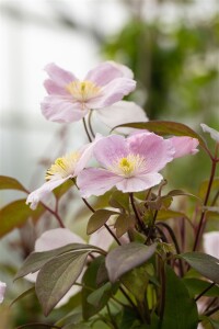 Clematis montana Tetrarose 40- 60 cm