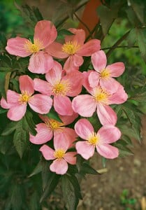 Clematis montana Tetrarose 40- 60 cm