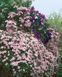 Clematis montana Tetrarose 40- 60 cm