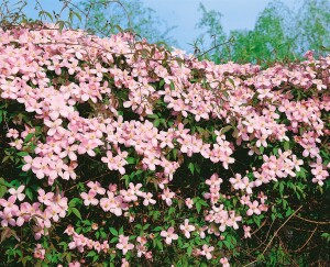 Clematis montana Tetrarose 40- 60 cm