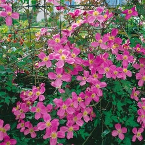 Clematis montana Tetrarose 40- 60 cm