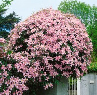 Clematis montana Tetrarose 40- 60 cm