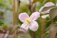 Clematis montana Tetrarose 40- 60 cm