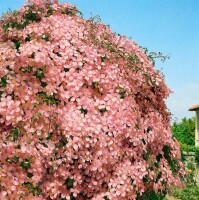 Clematis montana Tetrarose 40- 60 cm