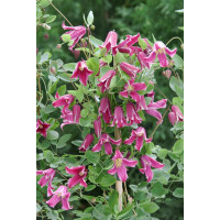 Clematis texensis Buckland Beauty 2L 60- 100