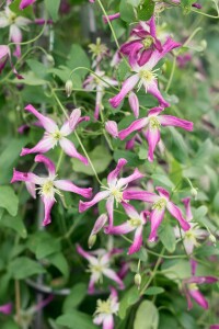 Clematis triternata Rubromarginata 60- 100 cm