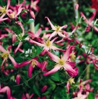 Clematis triternata Rubromarginata 60- 100 cm