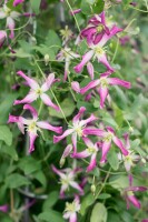 Clematis triternata Rubromarginata 60- 100 cm