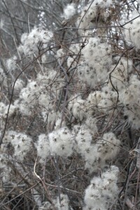 Clematis vitalba 40- 60 cm