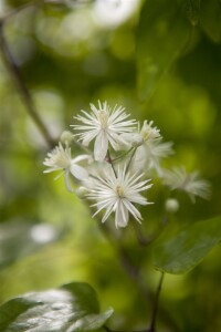 Clematis vitalba 40- 60 cm