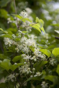 Clematis vitalba 40- 60 cm