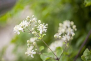 Clematis vitalba 40- 60 cm