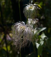 Clematis vitalba 40- 60 cm