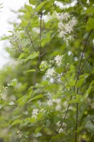 Clematis vitalba 40- 60 cm