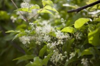 Clematis vitalba 40- 60 cm