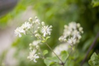 Clematis vitalba 40- 60 cm