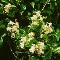 Clematis vitalba 40- 60 cm