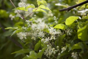 Clematis vitalba 60- 100 cm