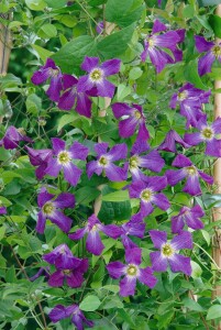 Clematis viticella 40- 60 cm