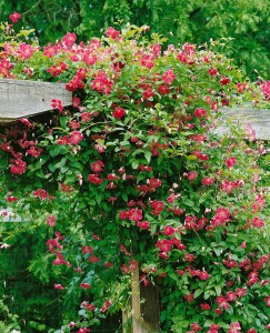 Clematis viticella 40- 60 cm