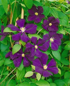 Clematis viticella 40- 60 cm