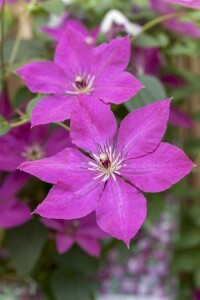 Clematis viticella 40- 60 cm