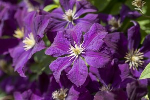 Clematis viticella 40- 60 cm