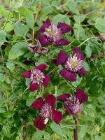 Clematis viticella 40- 60 cm