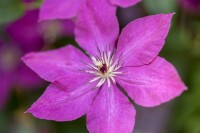 Blühende Clematis viticella im Garten