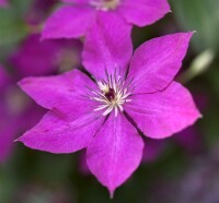 Nahaufnahme von Clematis viticella Blüten