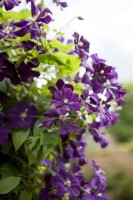 Clematis viticella 40- 60 cm