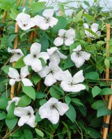 Clematis viticella Alba Luxurians 60- 100 cm