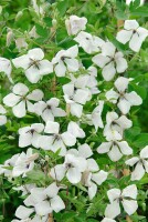 Clematis viticella Alba Luxurians 60- 100 cm